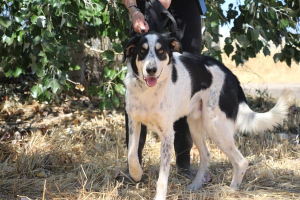 TORBELLINO (Puertollano)