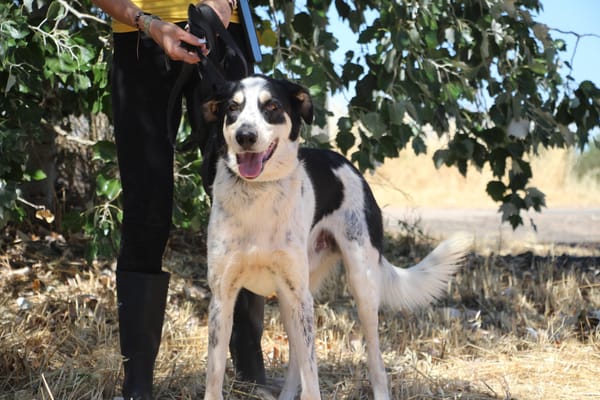 TORBELLINO (Puertollano)