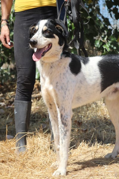 TORBELLINO (Puertollano)