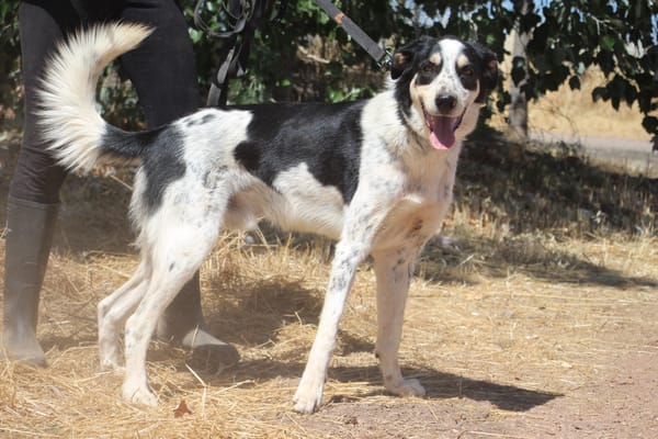 TORBELLINO (Puertollano)