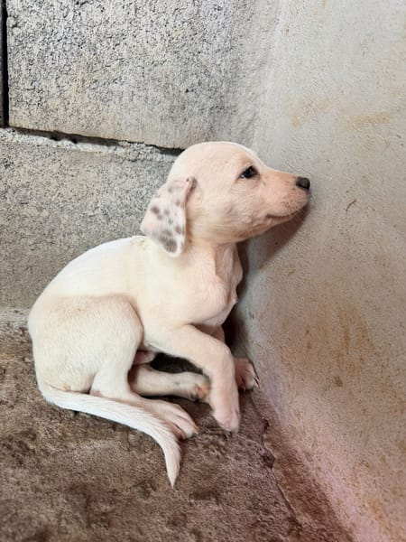 🐾 À L’ADOPTION – OLAF 🐾