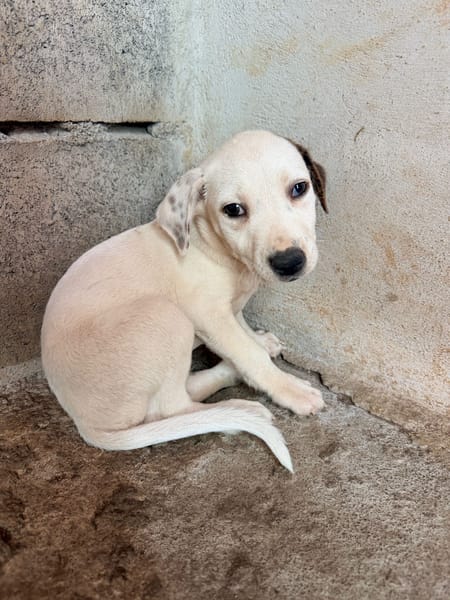 🐾 À L’ADOPTION – OLAF 🐾