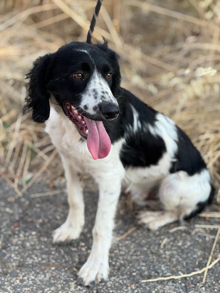 DOMINO (Puertollano)