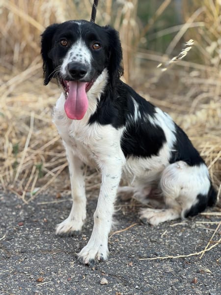 DOMINO (Puertollano)