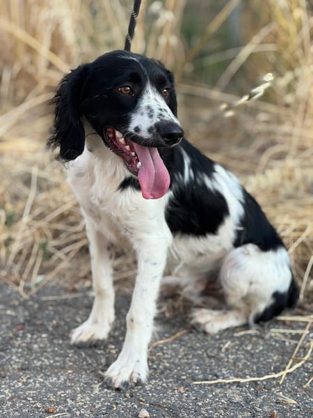 DOMINO (Puertollano)