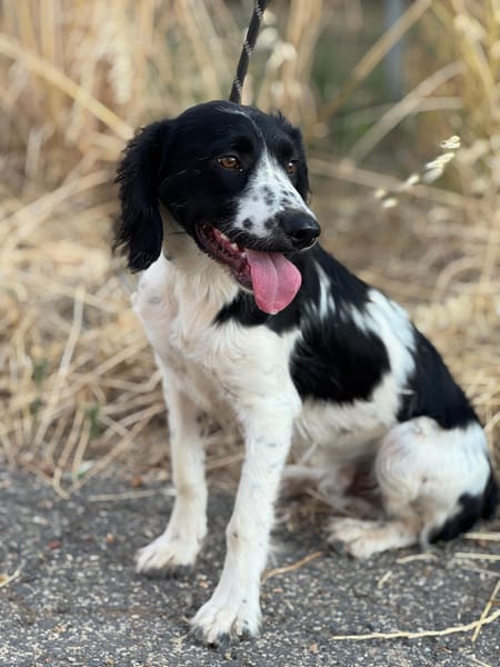 DOMINO (Puertollano)