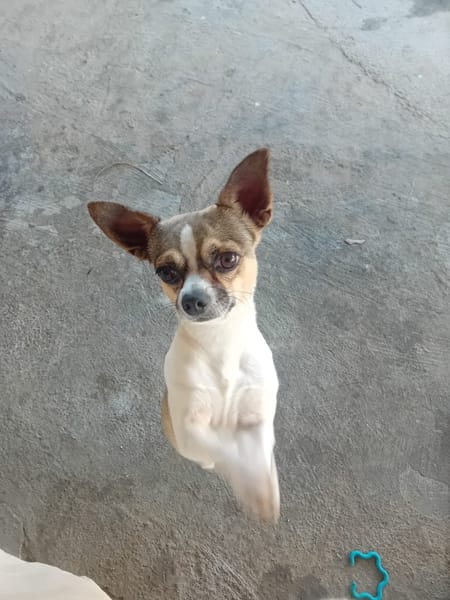 TCHOUPI , Mâle CHIHUAHUA fauve charbonné et blanc