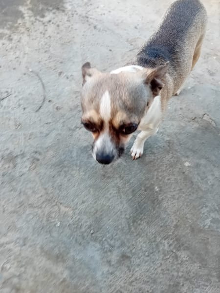TCHOUPI , Mâle CHIHUAHUA fauve charbonné et blanc