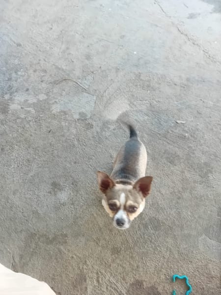 TCHOUPI , Mâle CHIHUAHUA fauve charbonné et blanc