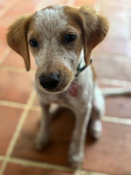 ACAÏ, chiot femelle Croisée Épagneul