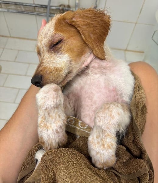 ACAÏ, chiot femelle Croisée Épagneul