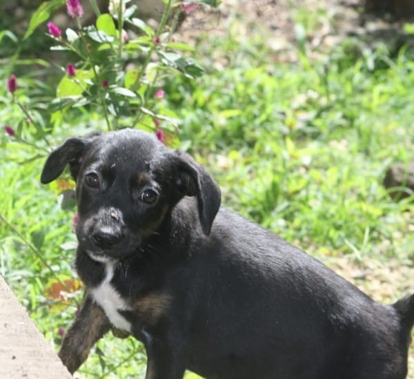 ALOE, chiot Berger Créole, femelle