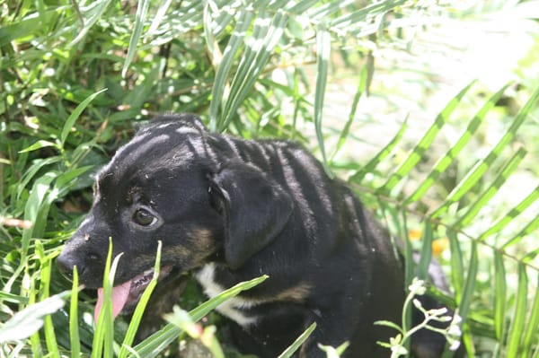 ALOE, chiot Berger Créole, femelle
