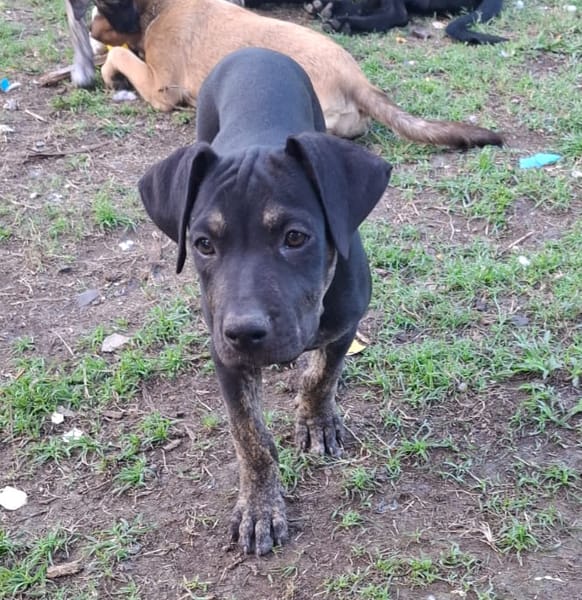 APOLLON, chiot Berger Créole mâle