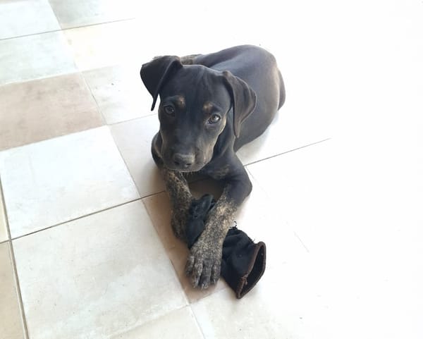 APOLLON, chiot Berger Créole mâle