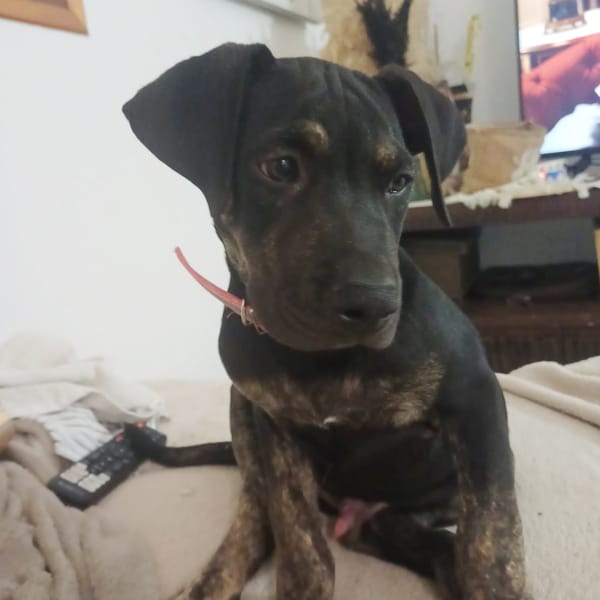 APOLLON, chiot Berger Créole mâle