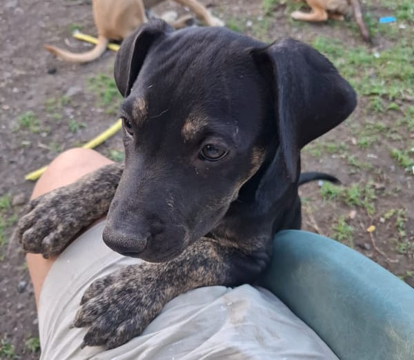 APOLLON, chiot Berger Créole mâle