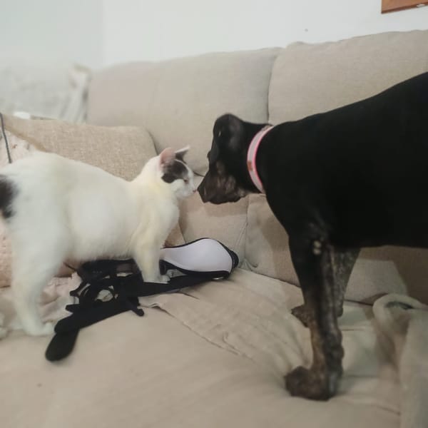 APOLLON, chiot Berger Créole mâle