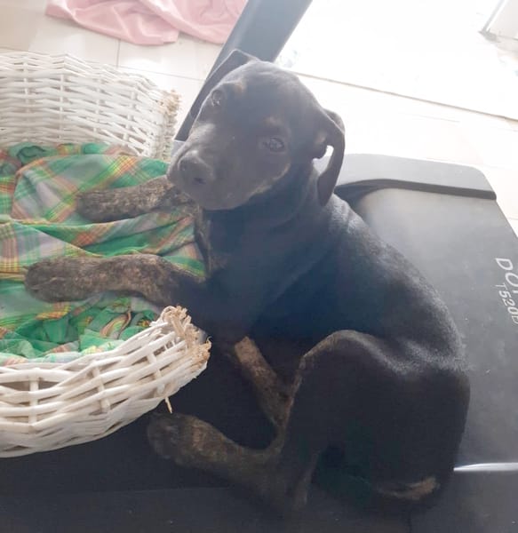 APOLLON, chiot Berger Créole mâle