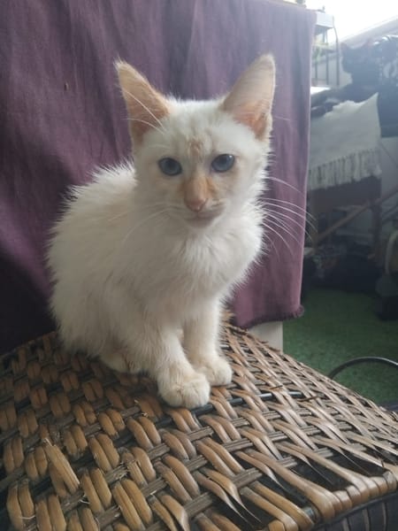 BLANCHE, chaton femelle européen