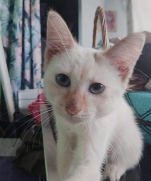 BLANCHE, chaton femelle européen