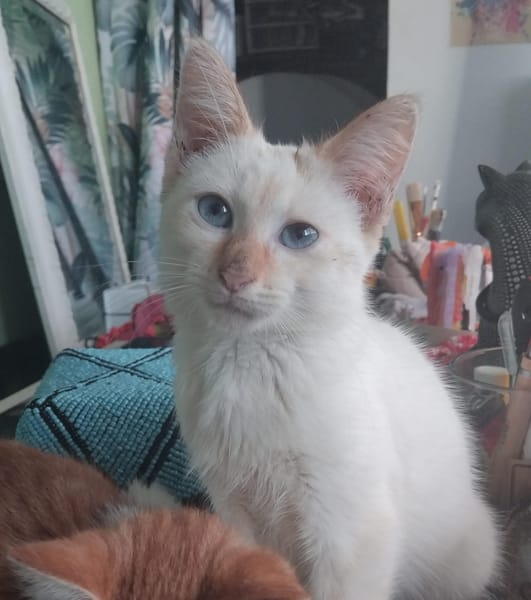 BLANCHE, chaton femelle européen