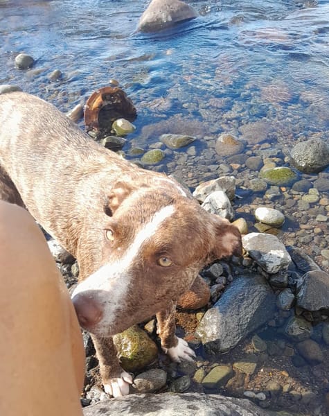 CANDY, Femelle Berger Créole junior