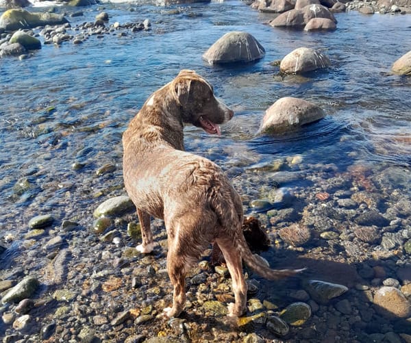 CANDY, Femelle Berger Créole junior