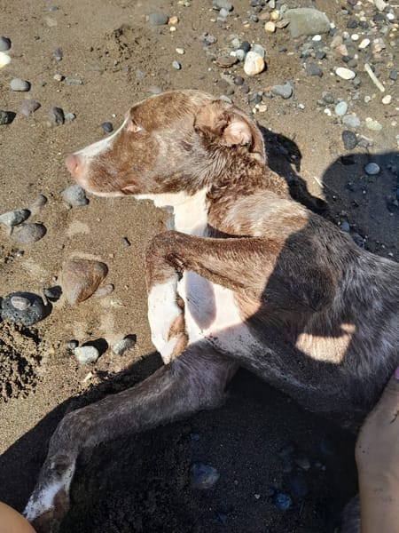 CANDY, Femelle Berger Créole junior