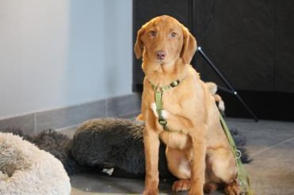 Ilvino sucht liebevolle Familie...