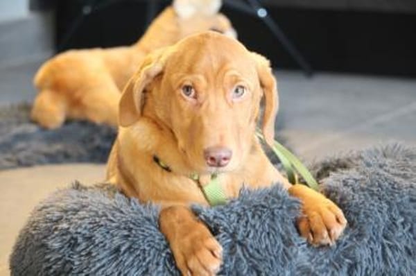 Ilvino sucht liebevolle Familie...