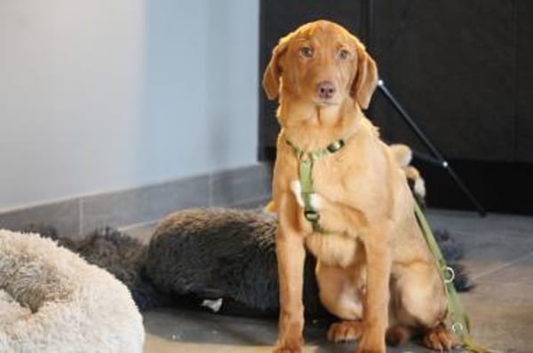 Ilvino sucht liebevolle Familie...