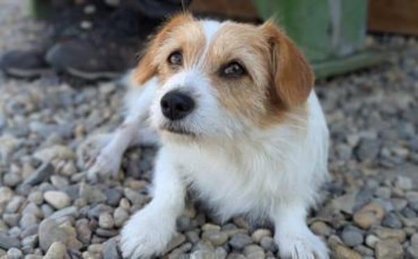 Dreibeinchen Lilly sucht ein Zuhause