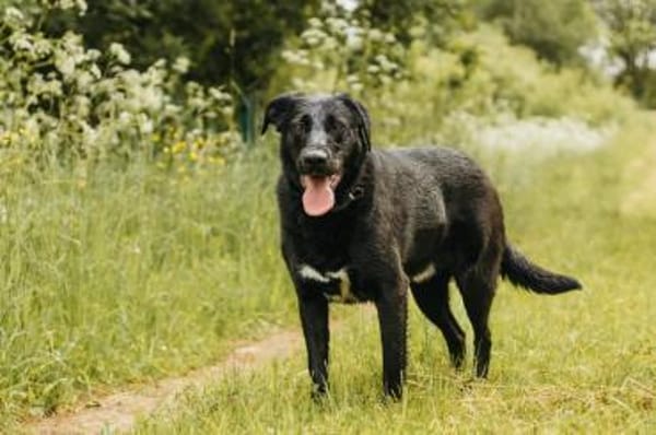 In Melle kannst du tollen Yarik kennenle