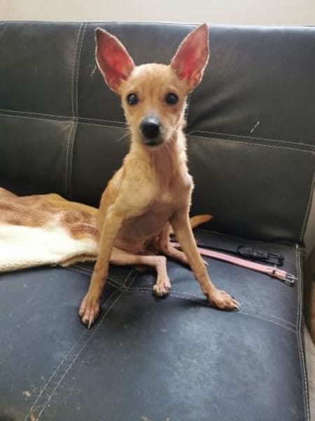 kleine zierliche Momo - Kuschelplatz