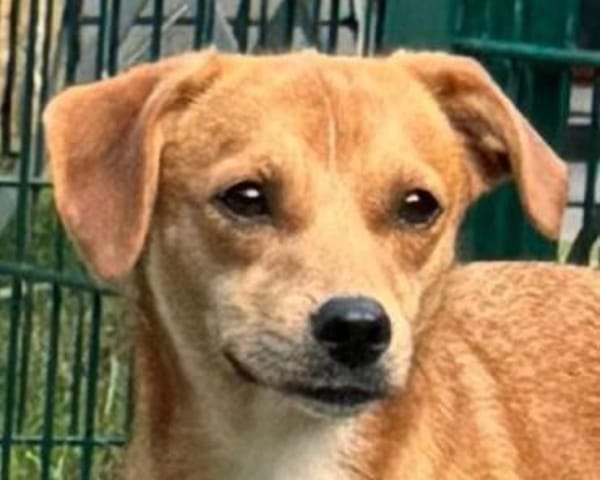 PUMUCKL-sanfter, hübscher Rüde, 41 cm