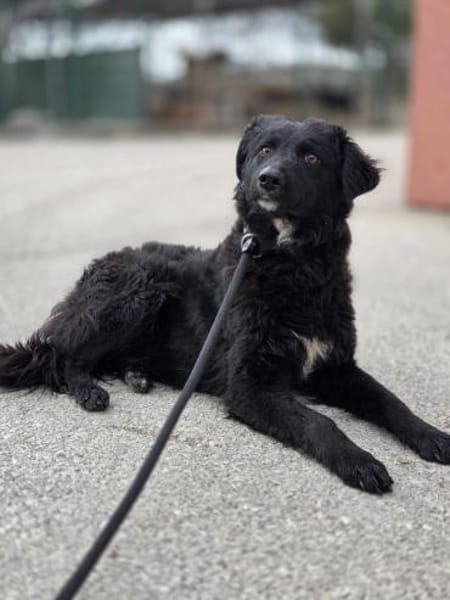 Junghündin Arabica sucht ihre Menschen