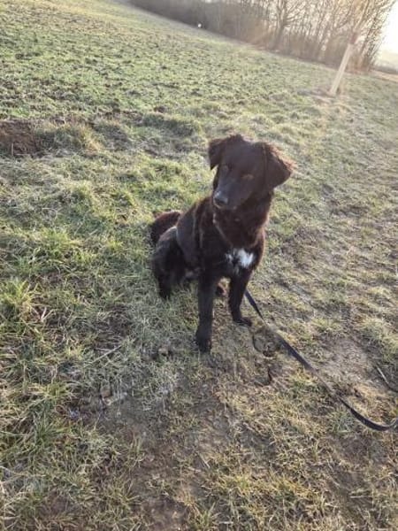 Junghündin Arabica sucht ihre Menschen