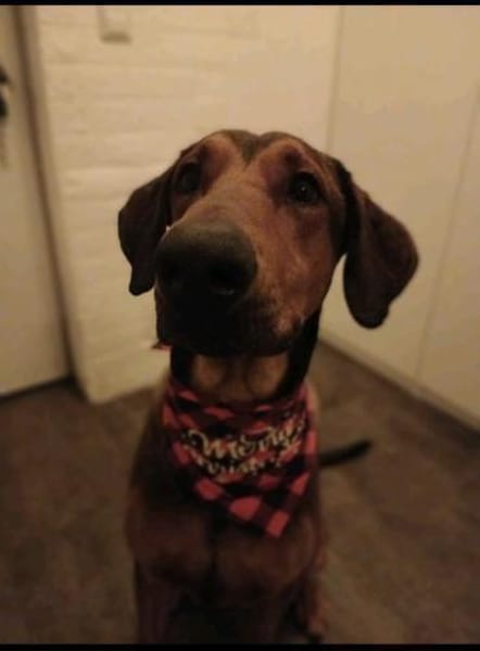 Smilo 8/24 sucht großes Körbchen