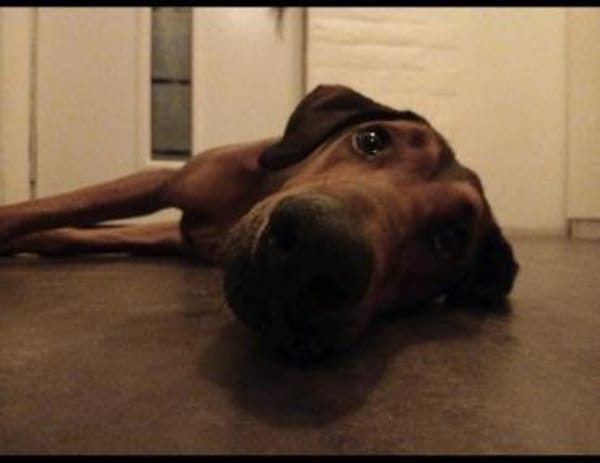 Smilo 8/24 sucht großes Körbchen