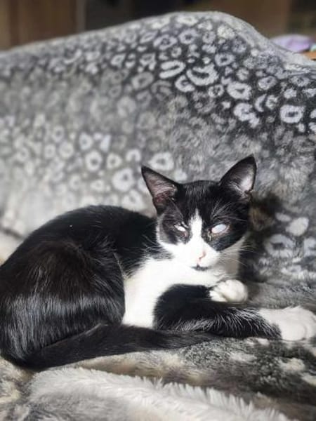 Kleiner Emil sucht sein Zuhause