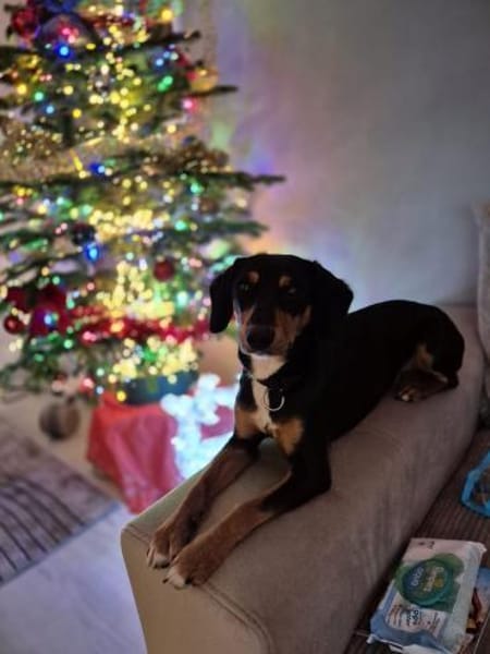 💕Maya💕 sucht sportliches Zuhause