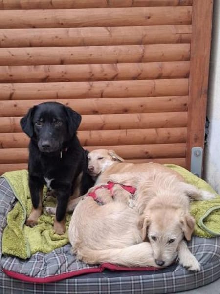 MARIA-zauberhafte,süße Hündin,43 cm