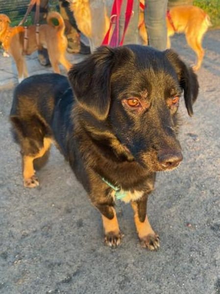 MARIA-zauberhafte,süße Hündin,43 cm