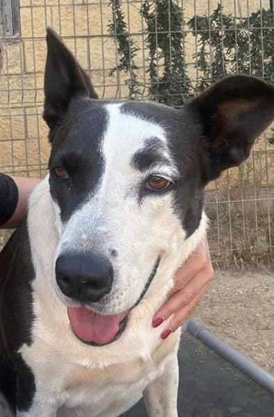 Oca  treue Schmusehündin mit großem Her