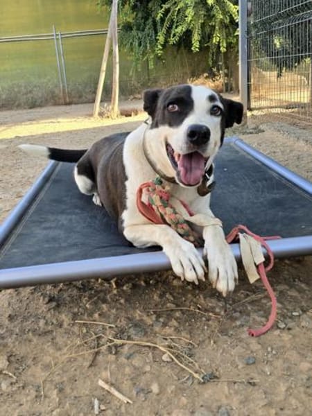 Oca  treue Schmusehündin mit großem Her