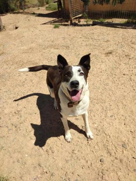 Oca  treue Schmusehündin mit großem Her