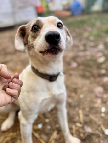 Tofu Mix Hündin ca.1,7Jahre alt in 72820