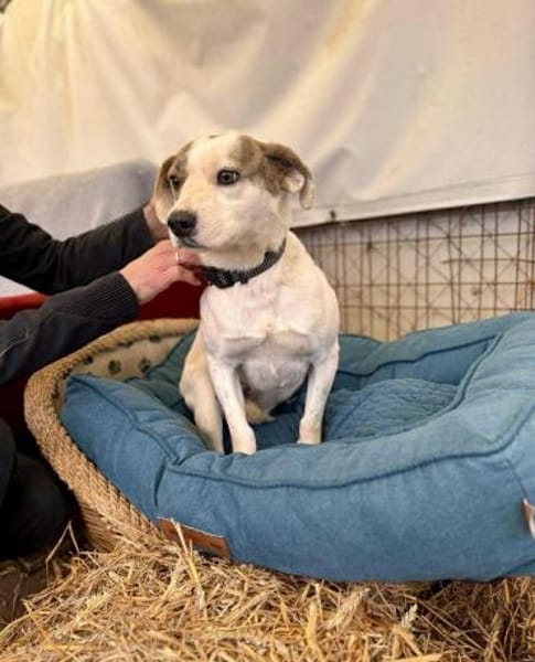 Tofu Mix Hündin ca.1,7Jahre alt in 72820