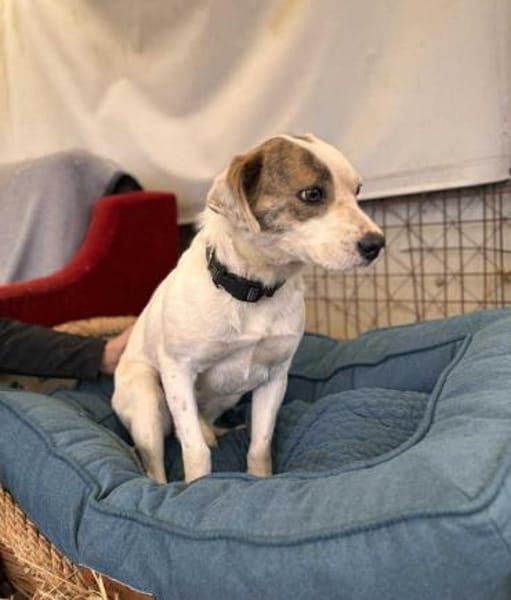 Tofu Mix Hündin ca.1,7Jahre alt in 72820